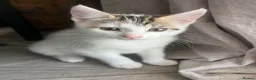 Mixed Breed cats for sale: 2 kittens ready for new homes  - Advert 23