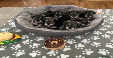 Miniature Schnauzer dogs - Advert 2