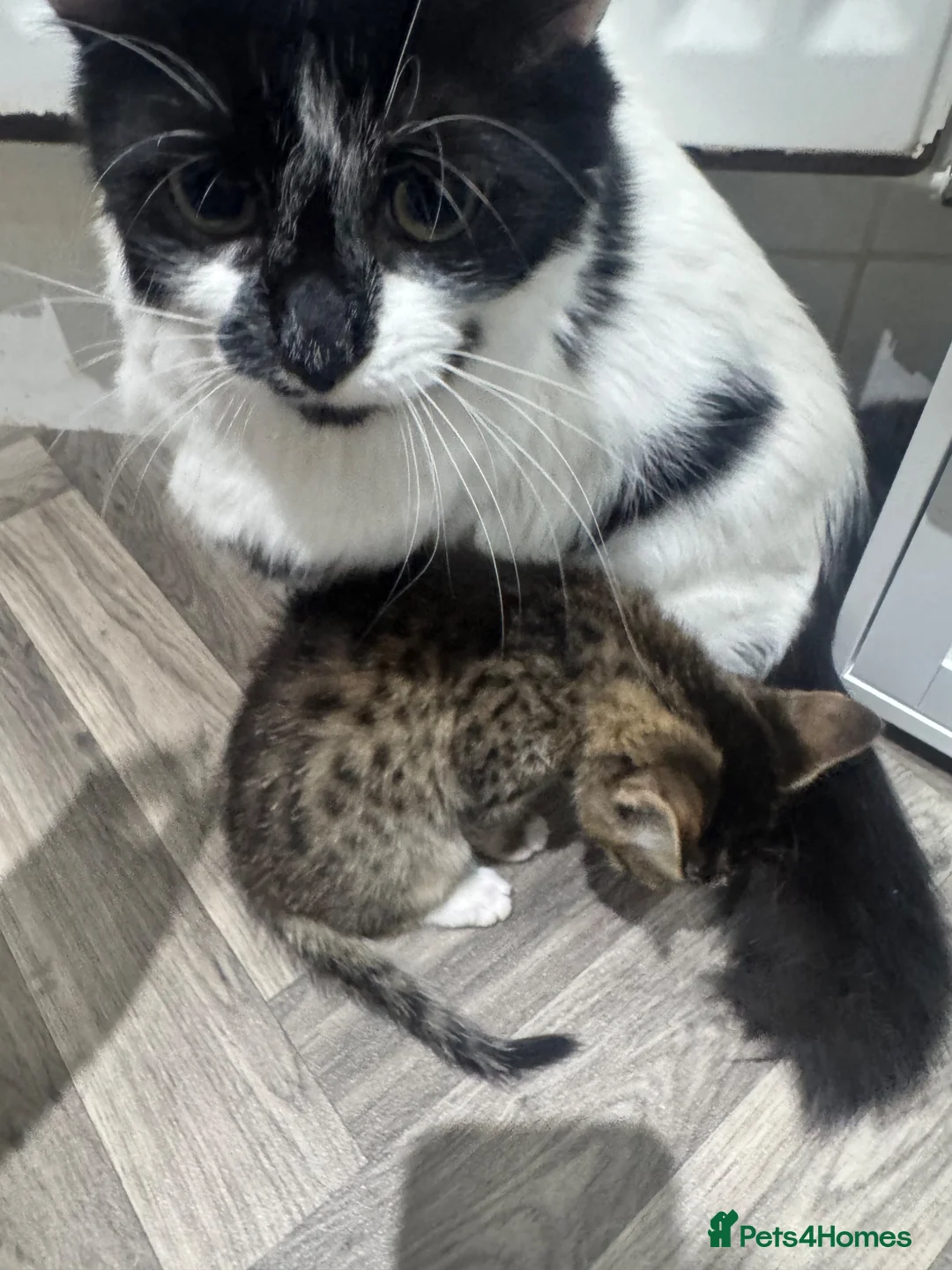Mixed Breed cats for sale: One tabby female kitten  - Advert 4