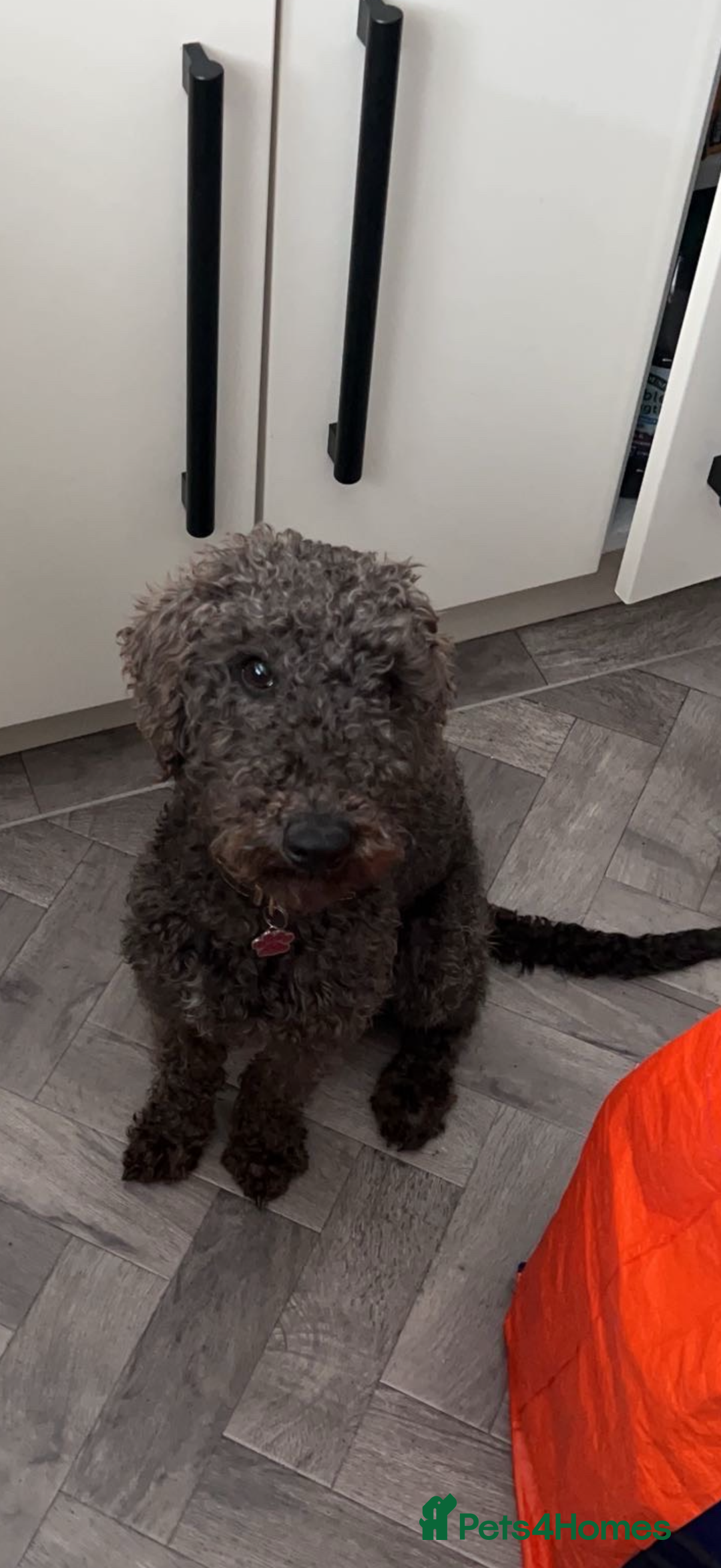 Bedlington Terrier dogs for sale: KC Registered Bedlington Terrier Pups  - Advert 7