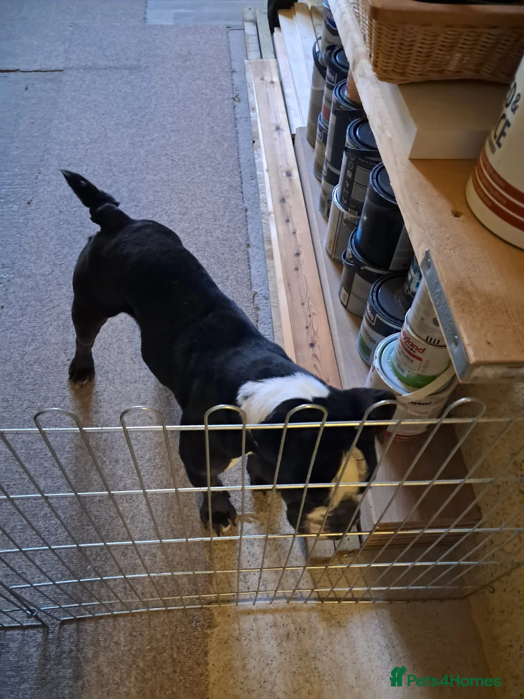 Olde English Bulldogge dogs for sale: Lily- Olde English Bulldogge  - Advert 4