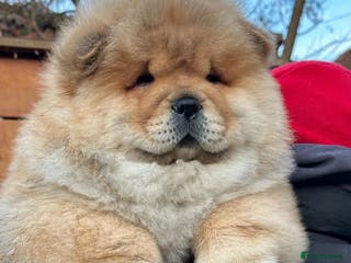 Chow Chow dogs Kc Registered Chow Chow Pups - Advert 2