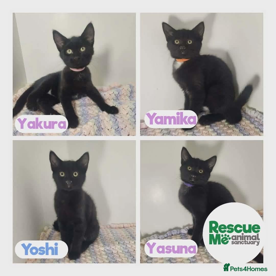 Mixed Breed cats for adoption: INDOOR only wobbly kittens - Advert 2