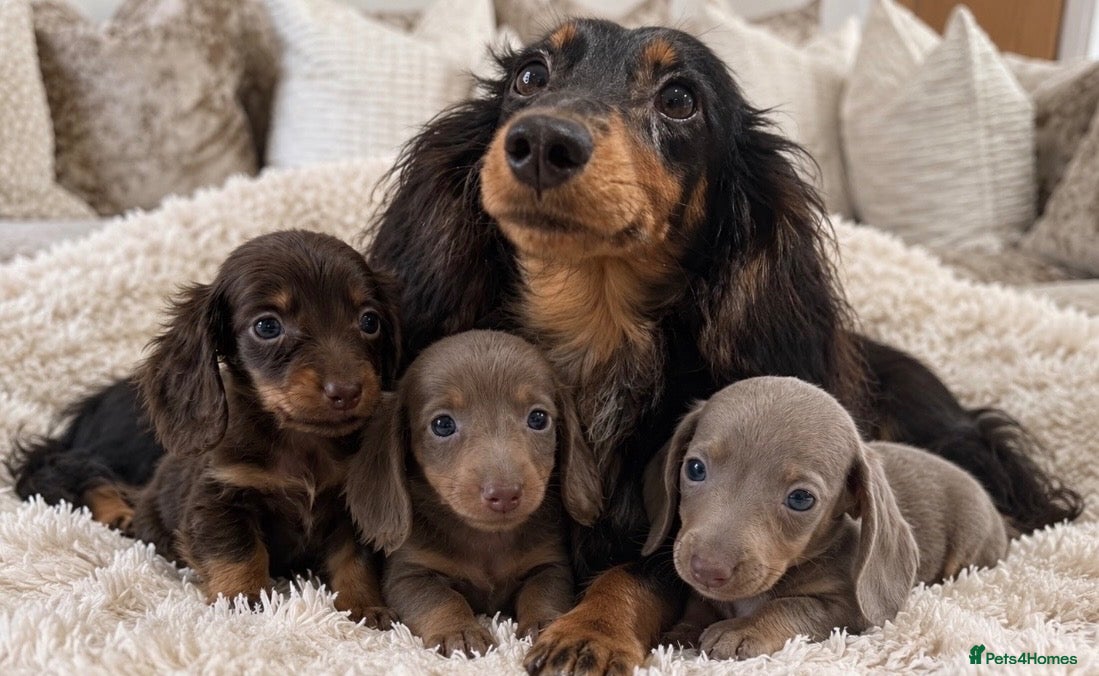 Miniature Dachshund dogs for sale: ✨MINI DACHSHUNDS ✨BOTH PARENTS KC✨ - Advert 1