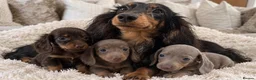 Miniature Dachshund dogs for sale: ✨MINI DACHSHUNDS ✨BOTH PARENTS KC✨ - Advert 1