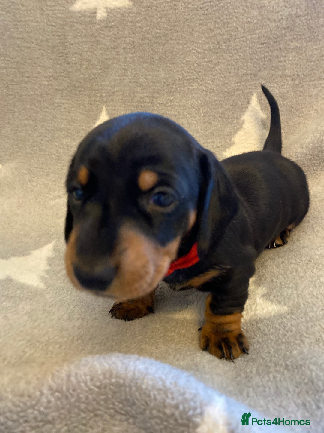 Miniature Dachshund dogs for sale: Beautiful miniature smooth KC reg dachshund  - Advert 7