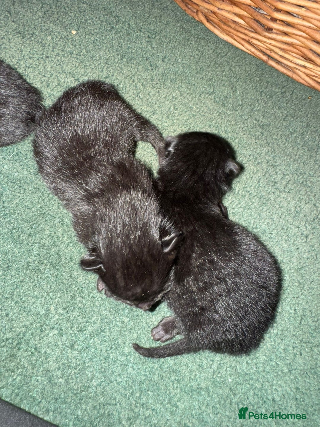 Mixed Breed cats for sale: Russian blue cross black and tabby kittens  - Image 15