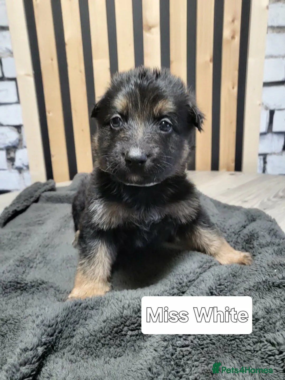 German Shepherd dogs for sale: German Shepherd/Alsatian puppies - Advert 39
