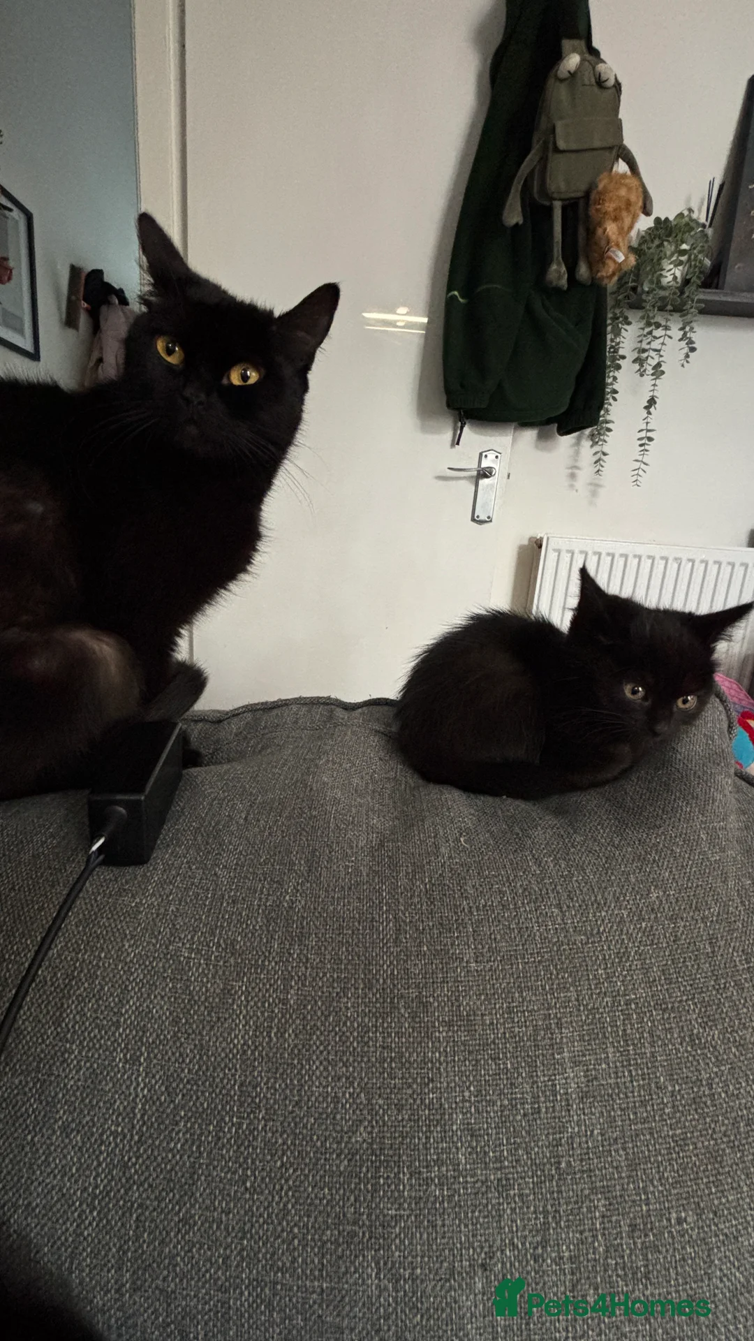 Mixed Breed cats for sale: 10 week old kittens. Ready Now - Advert 2