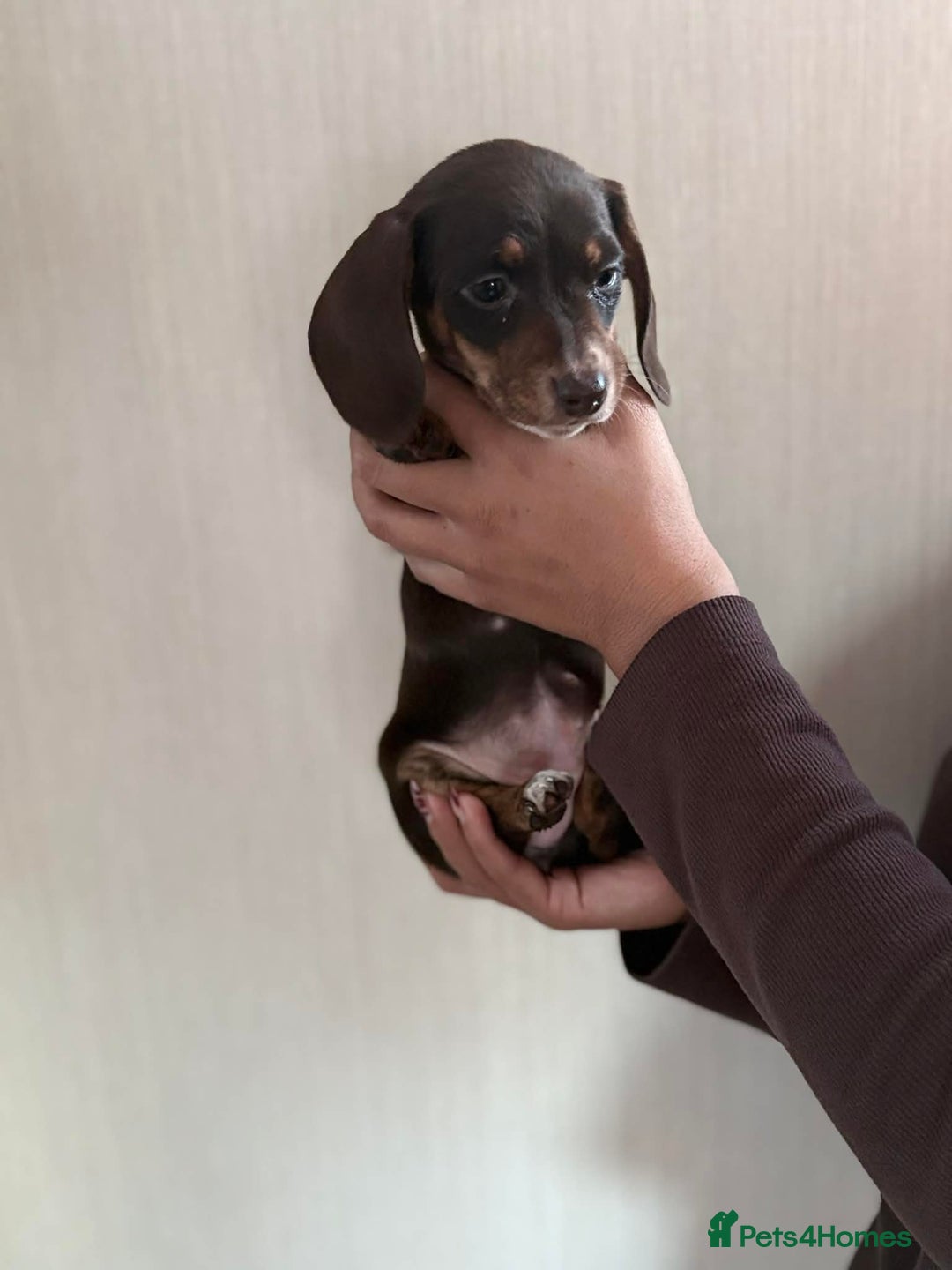 Miniature Dachshund dogs for sale: Kc registered smooth hair Miniature Dachshund’s - Advert 6