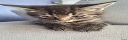 Maine Coon cats for sale: LAST MALE LEFT £120 - Advert 1