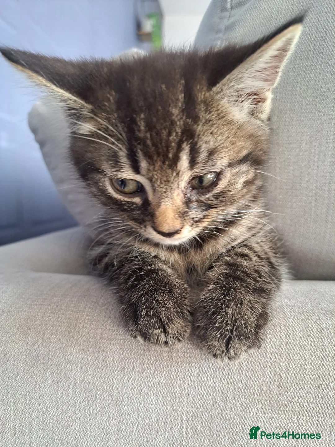 Maine Coon cats for sale: LAST MALE LEFT £120 - Advert 1