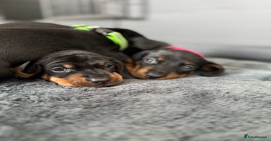 Miniature Dachshund dogs - Advert 7