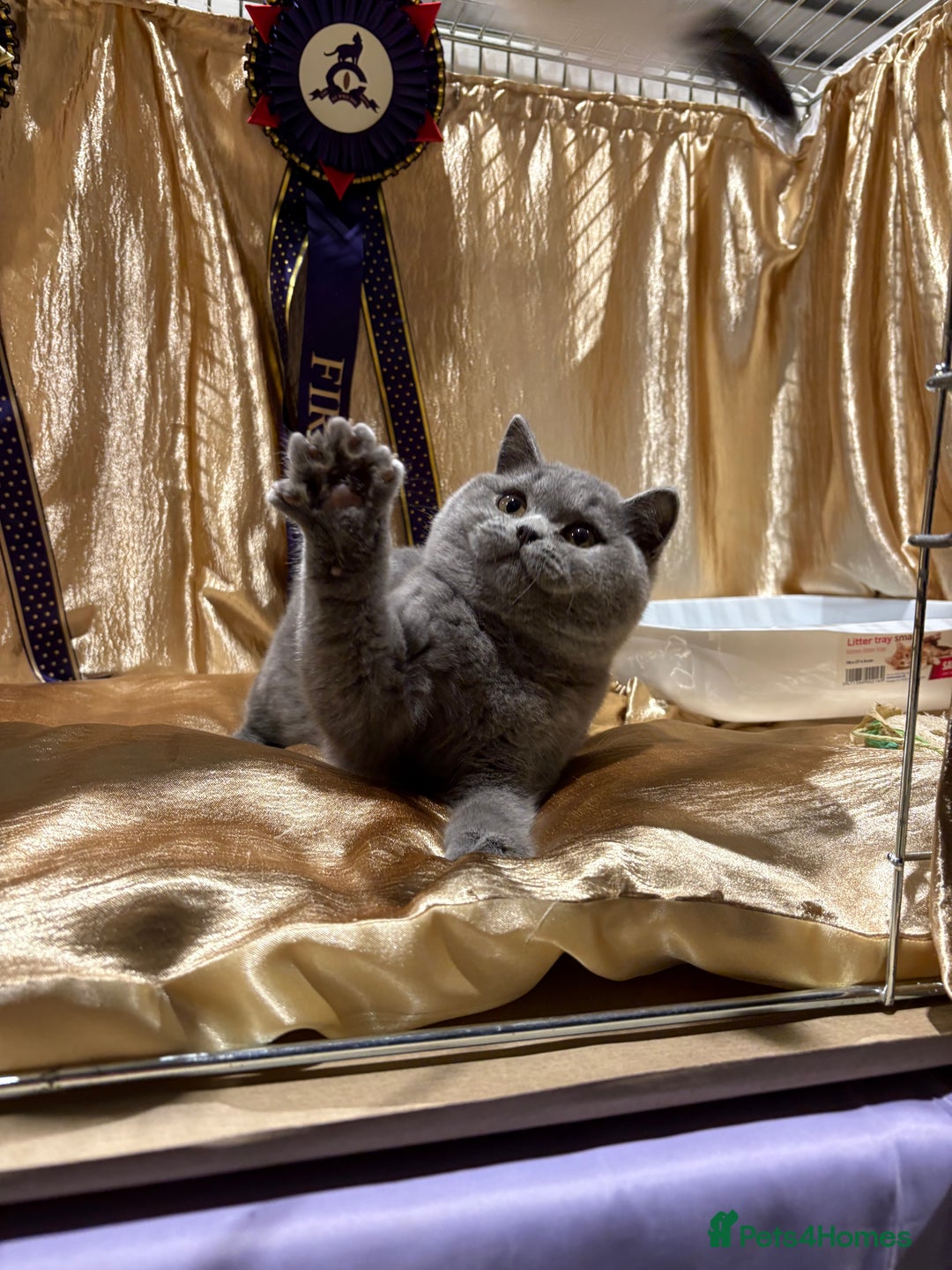 British Shorthair cats for sale: Lovely BSH  - Image 34