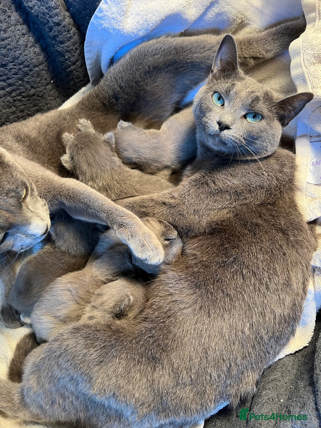 Russian Blue cats for sale: 🐾 Gorgeous Russian Blue Kittens for Sale 🐾 - Image 2
