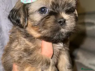 Shih Tzu dogs 💕Adorable Purebred Shih Tzu Puppies💕 - Advert 2