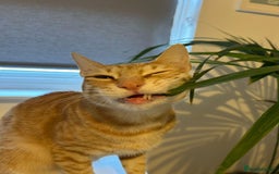 Arabian Mau cats for adoption: Two Bonded Rescue Cats for Adoption Together - Image 9