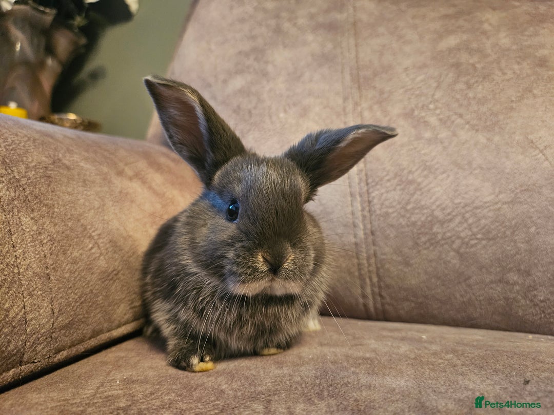 Mixed Breed rabbits for sale: 8 week old grey blue otter netherland dwarf x - Advert 18