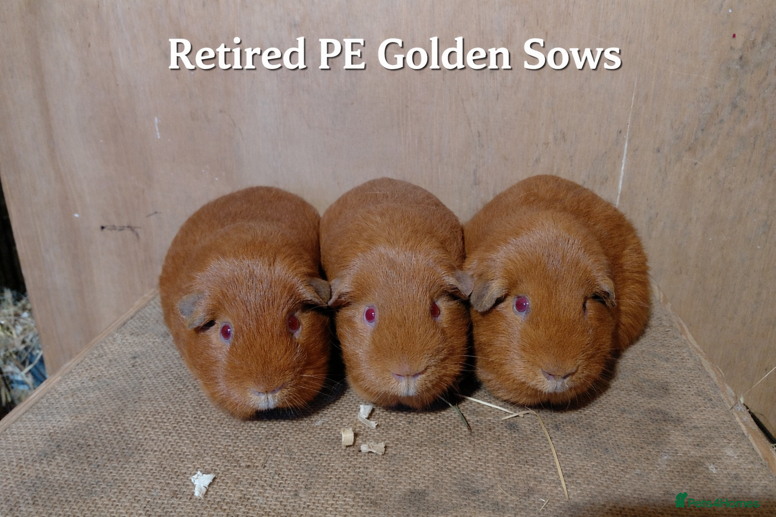 Guinea Pig rodents PE Golden and Abyssinians Available   - Advert 6