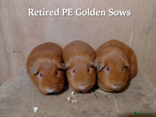 Guinea Pig rodents PE Golden and Abyssinians Available - Advert 6