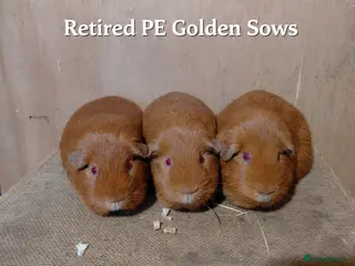 Guinea Pig rodents PE Golden and Abyssinians Available - Advert 2