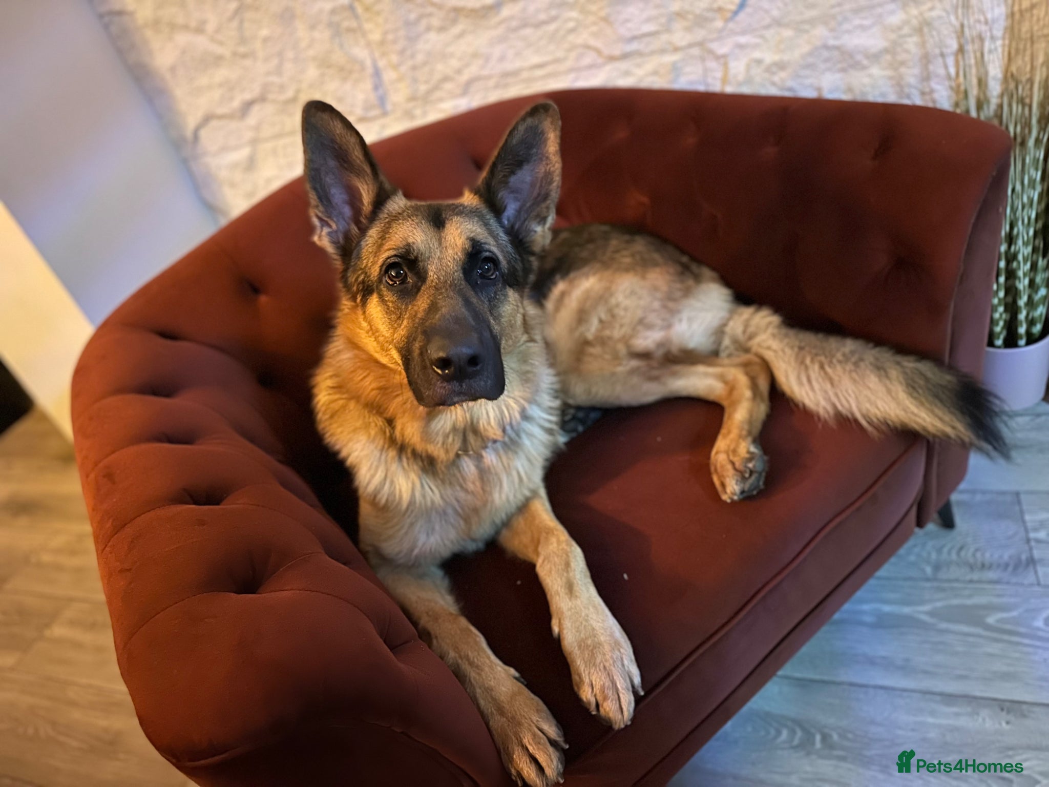 German Shepherd dogs FOREVER LOVING HOME NEEDED FOR BEAR (2yr old GSD) - Advert 1