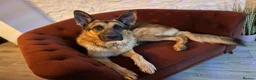German Shepherd dogs for sale: FOREVER LOVING HOME NEEDED FOR BEAR (2yr old GSD) - Advert 1