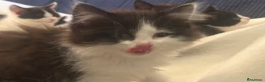 Long haired kitten 1