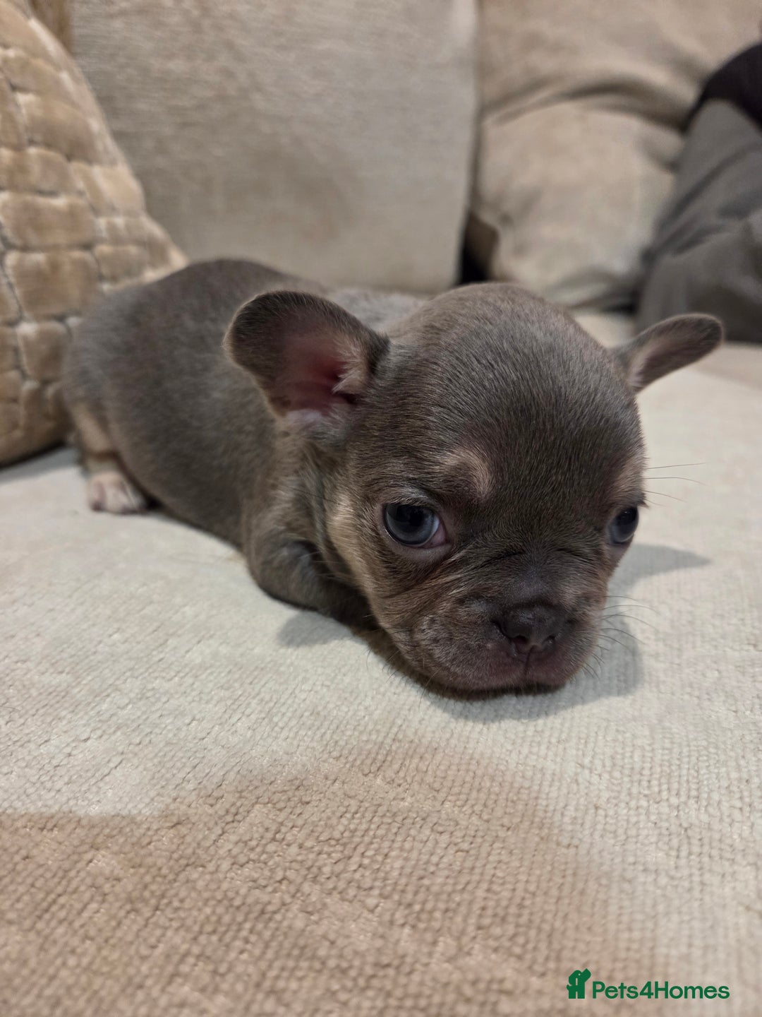 French Bulldog dogs for sale: Isabella & lilac & tan chunky frenchies - Advert 23