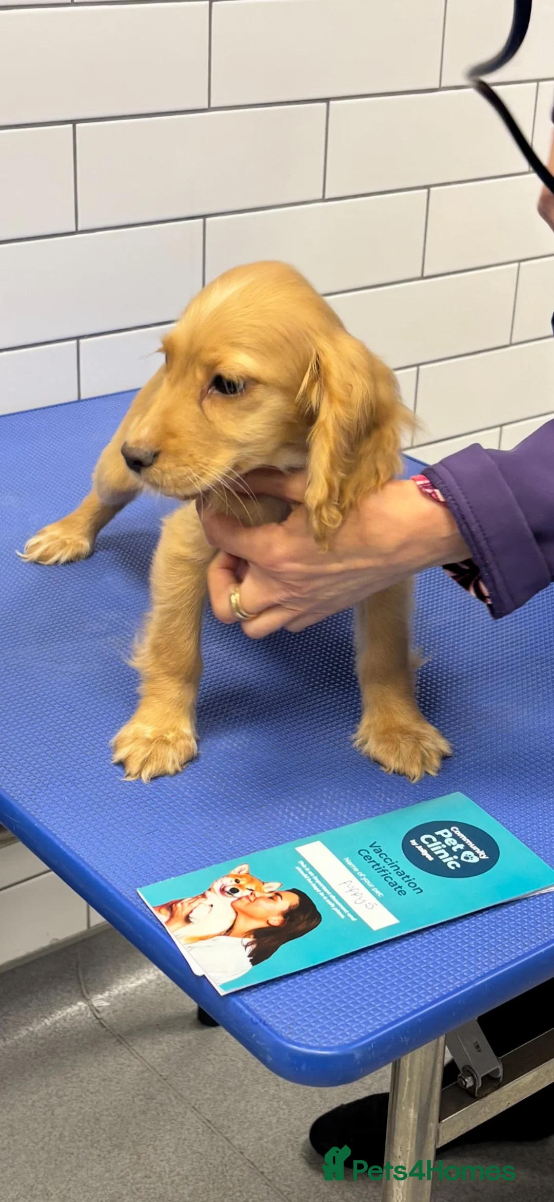 Cocker Spaniel dogs for sale: Cocker spaniel pups  - Advert 1