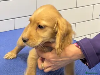 Cocker Spaniel dogs Cocker spaniel pups - Advert 1