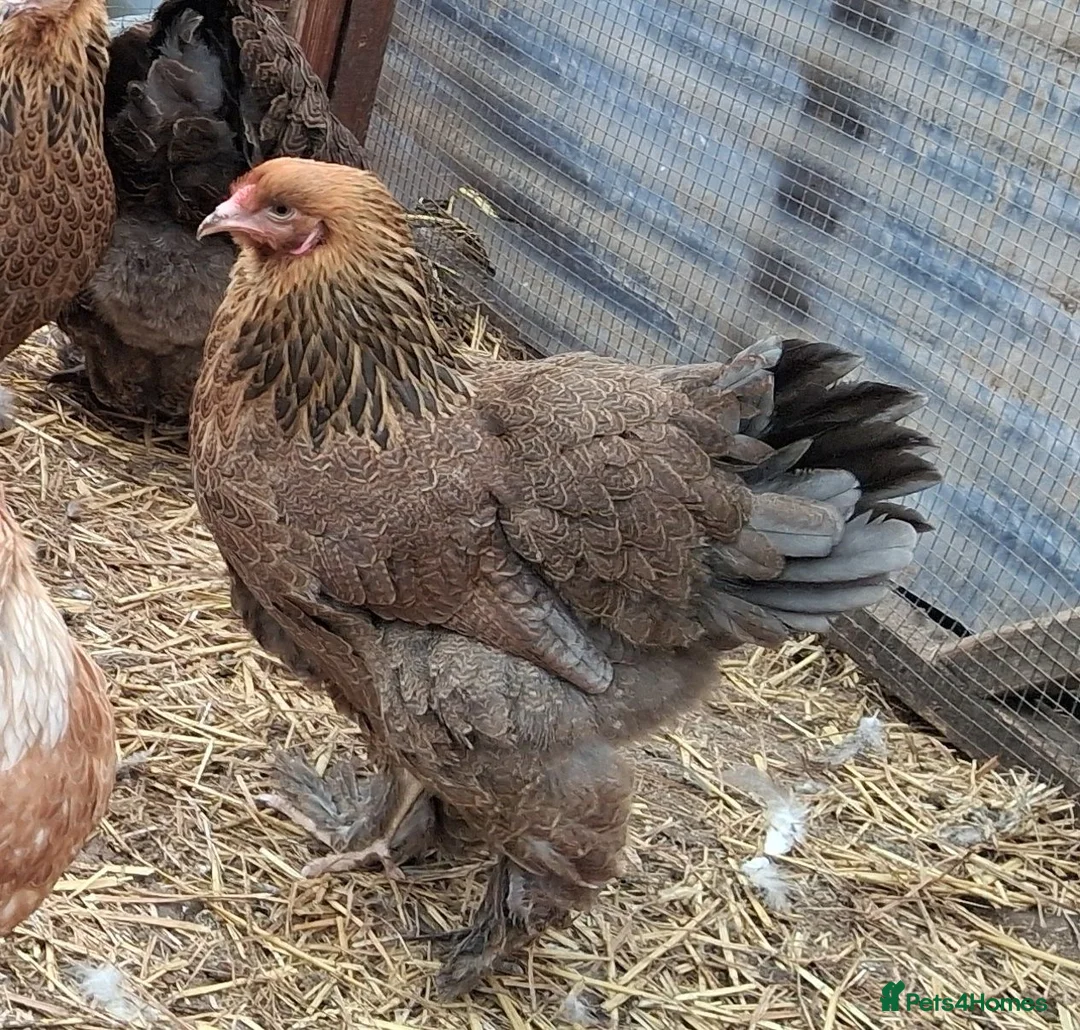 Chickens poultry for sale: Brahmas large fowl all female  - Advert 1
