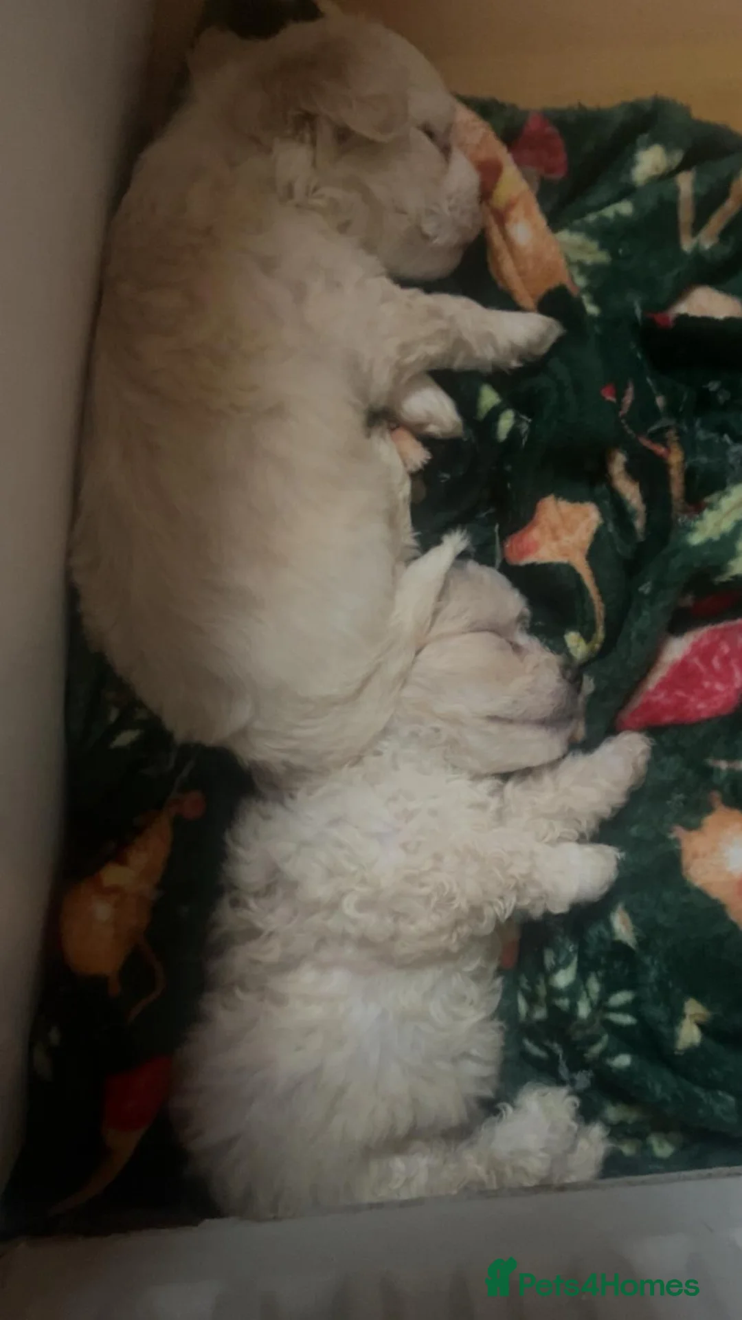 Maltipoo dogs for sale: Rare colours beautiful maltipoo puppies  - Advert 7