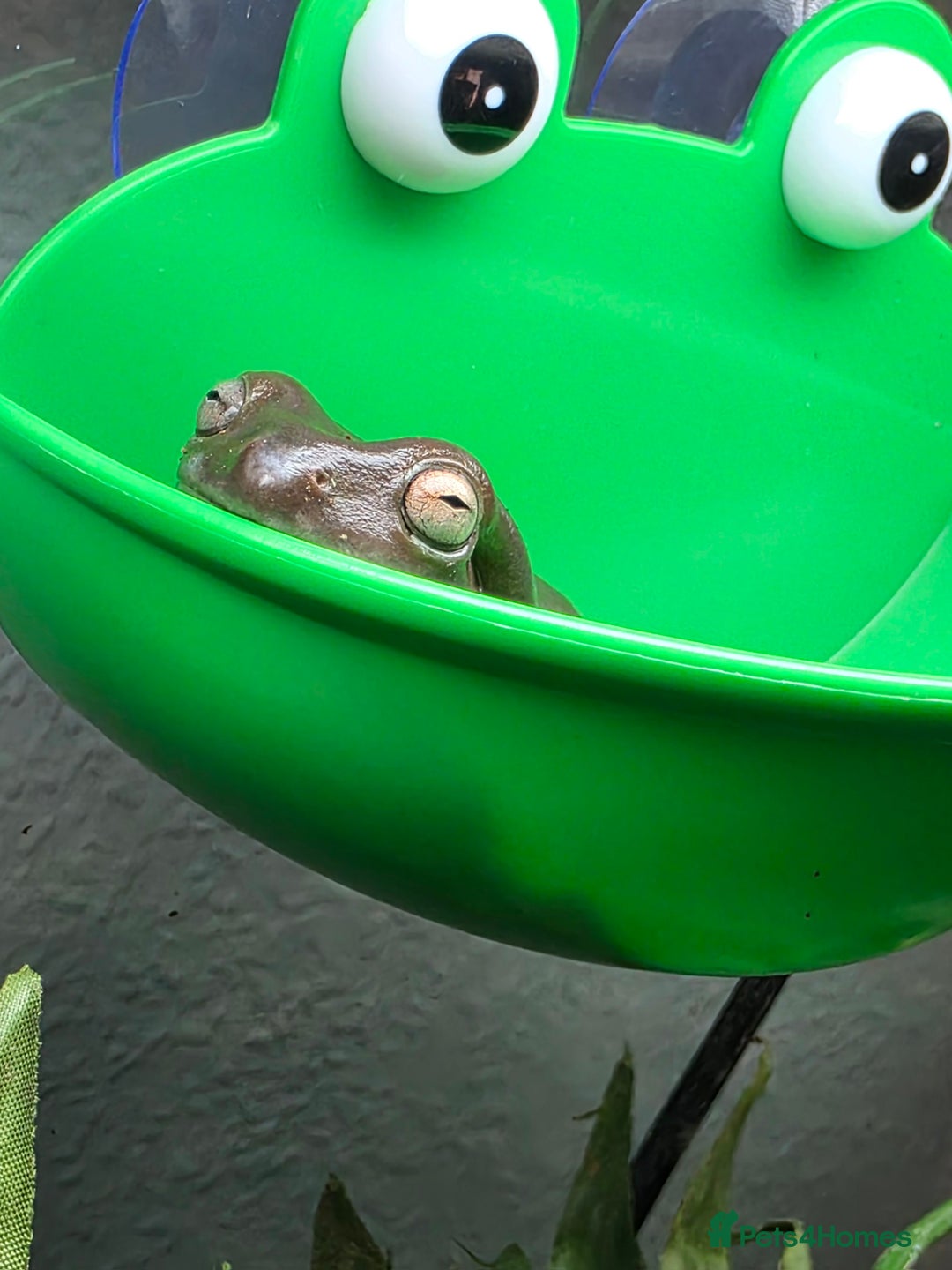 Frog reptiles for sale: 2 Whites Tree Frogs plus full set up - Advert 2