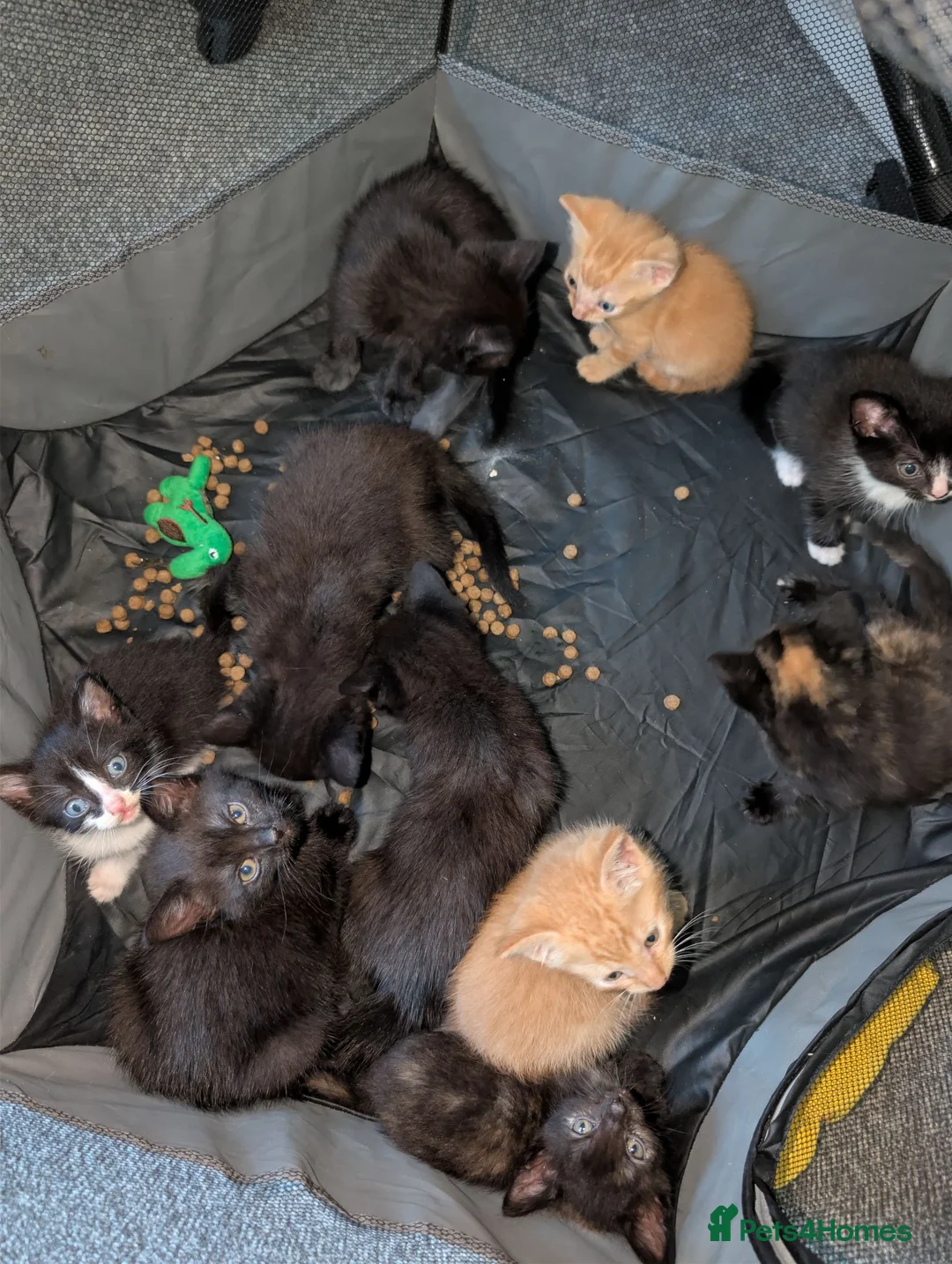 Mixed Breed cats for sale: Playful Kittens Ready for Loving Homes in Milton Keynes - Advert 14