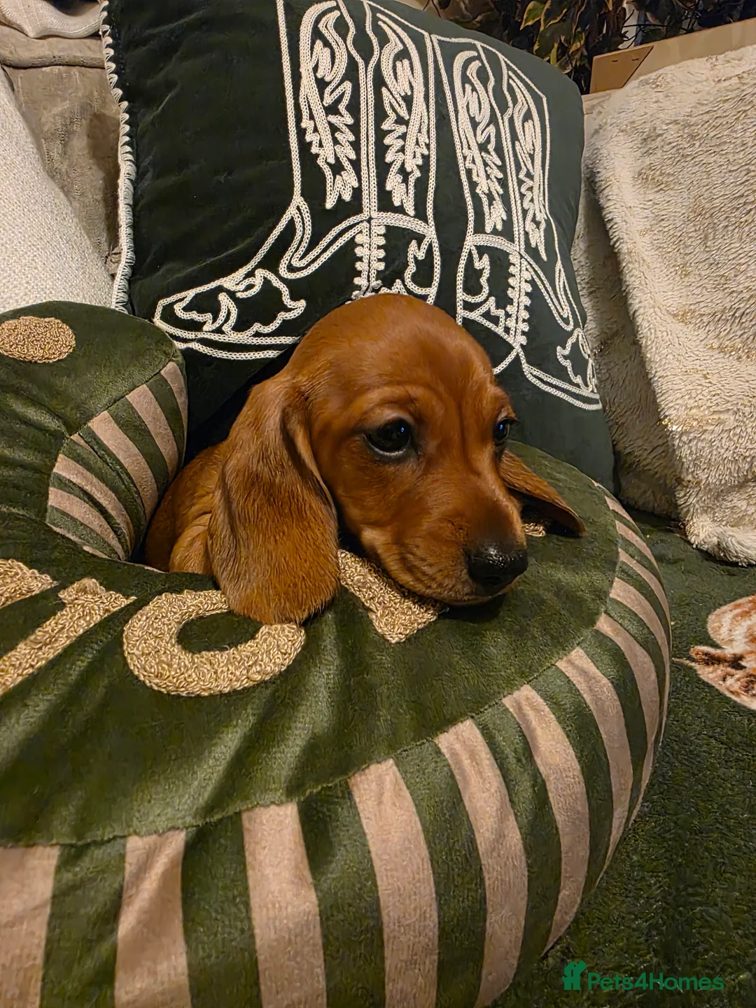 Miniature Dachshund dogs for sale: Kc registered minature Dachshunds - Advert 2