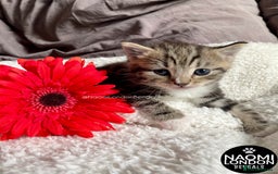 Mixed Breed cats for sale: ⭐️ BENGAL KITTEN FOR SALE! ⭐️ 🩷❤️🧡💛💚🩵💙💜 - Image 8