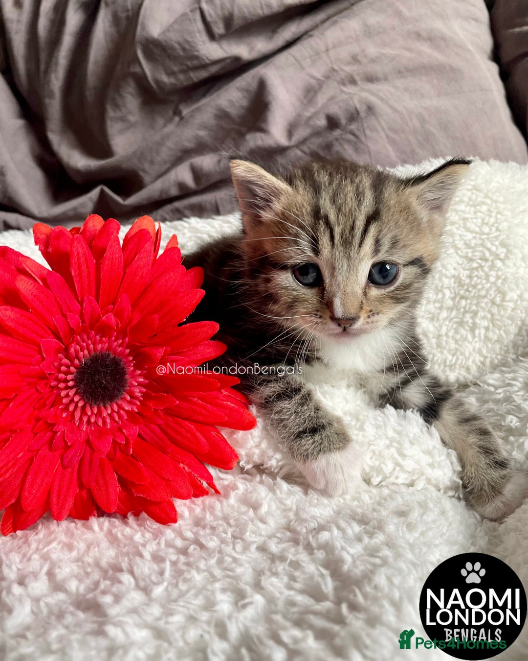 Mixed Breed cats for sale: ⭐️ BENGAL KITTEN FOR SALE! ⭐️ 🩷❤️🧡💛💚🩵💙💜 - Image 8