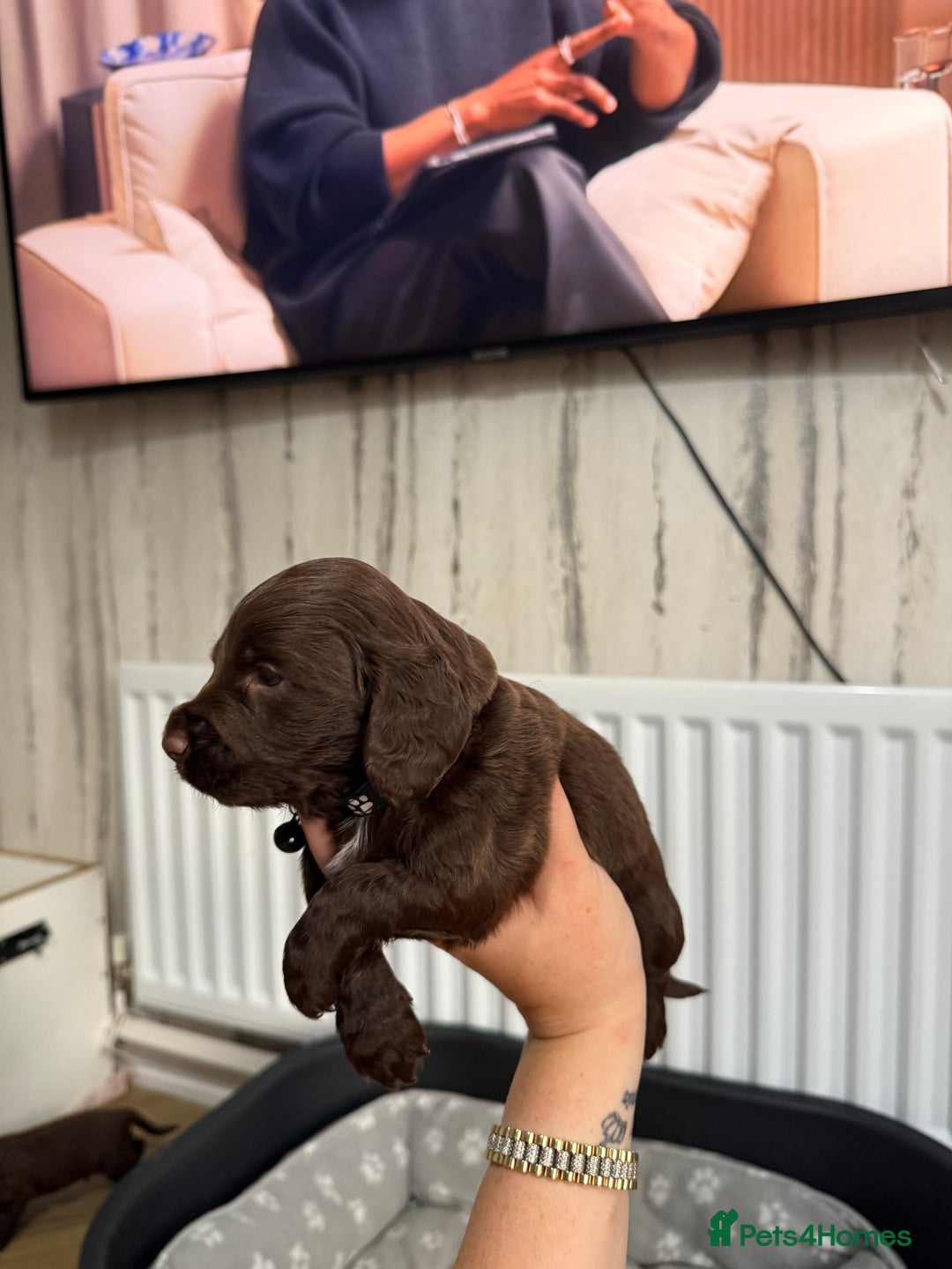 Cocker Spaniel dogs for sale: Cocker spaniel puppies  in Peterlee - Image 15