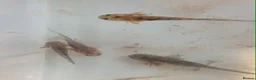 Other/Mixed Breed fish for sale: Baby axolotls in Ebbw Vale - Advert 2