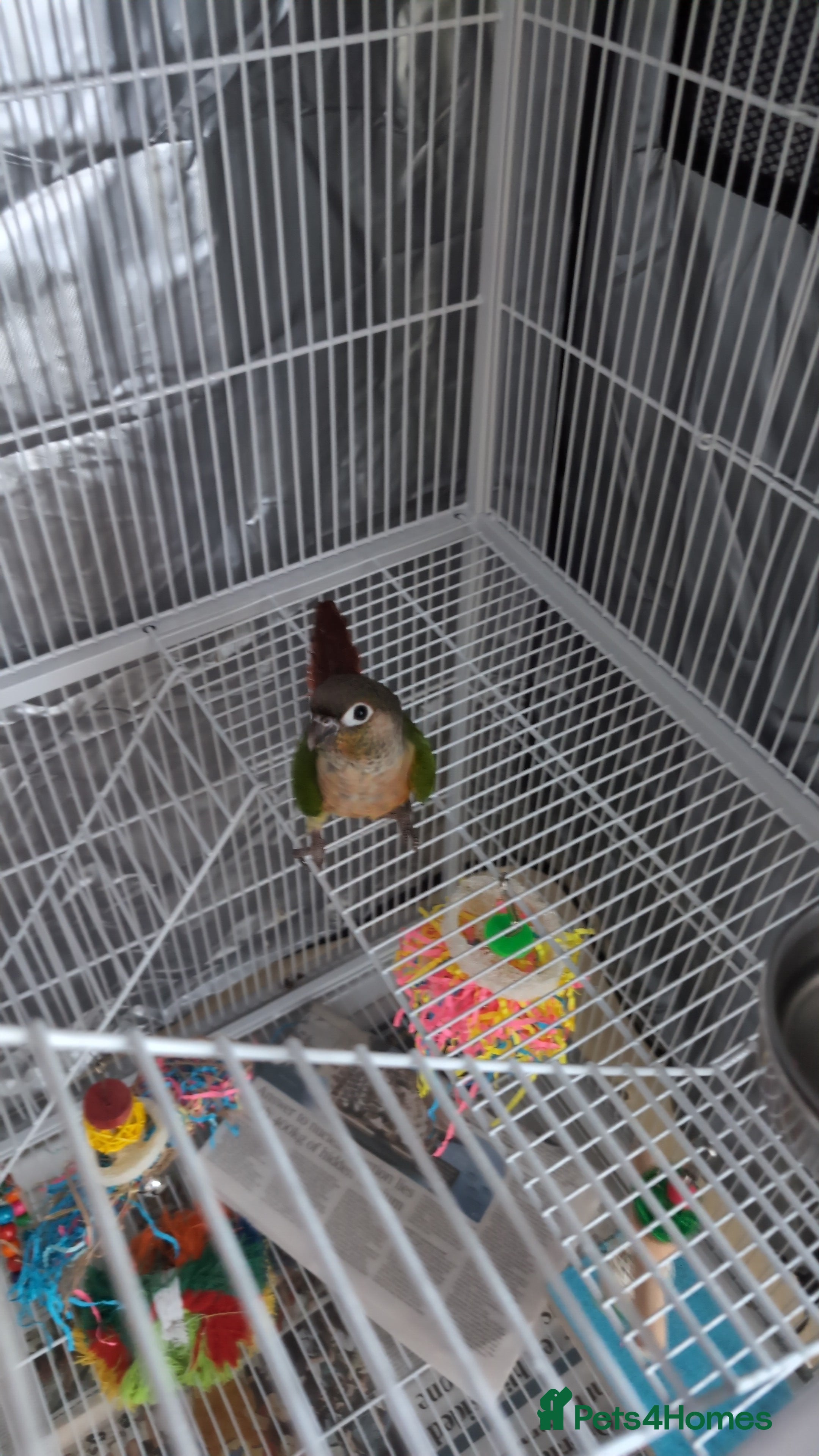 Conures birds Green Cheek Conure + cage, food and toys  - Advert 16