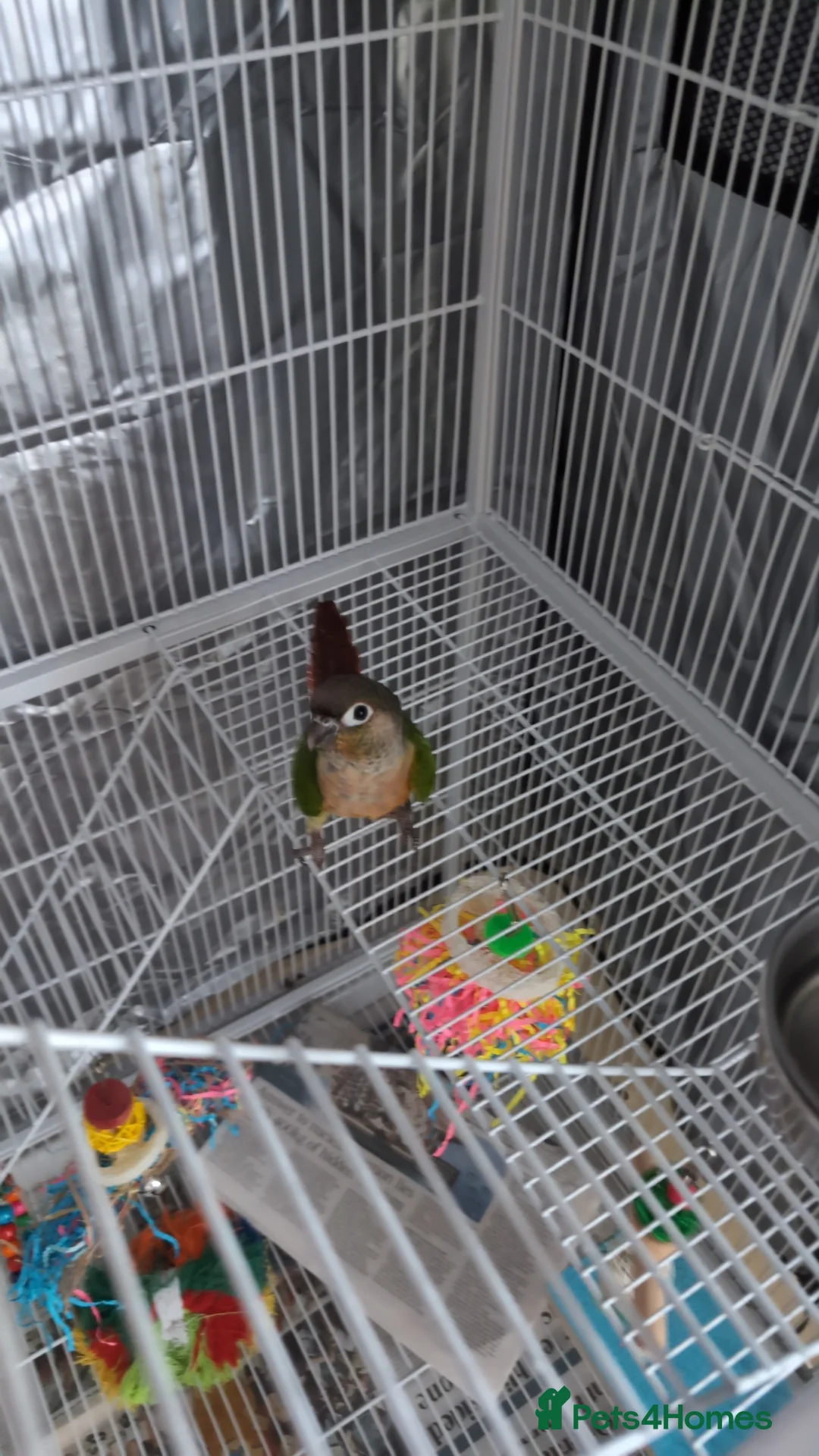 Conures birds for sale: Green Cheek Conure + cage, food and toys  - Advert 1