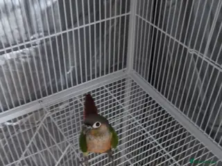 Conures birds Green Cheek Conure + cage, food and toys - Advert 16