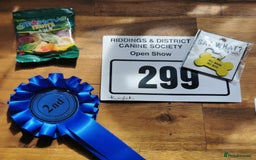 Miniature Dachshund dogs for stud: Miniature chocolate dapple mink dachshund stud dog - Image 22