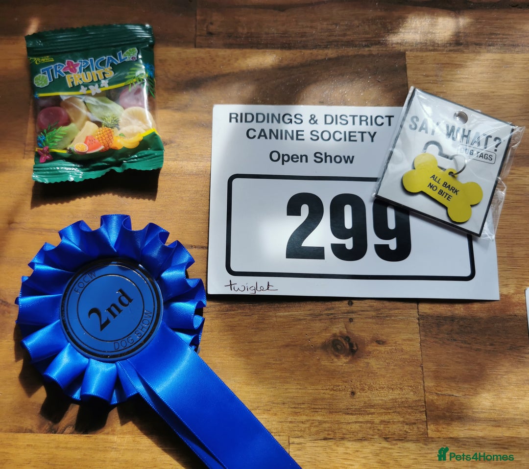 Miniature Dachshund dogs for stud: Miniature chocolate dapple mink dachshund stud dog - Image 22