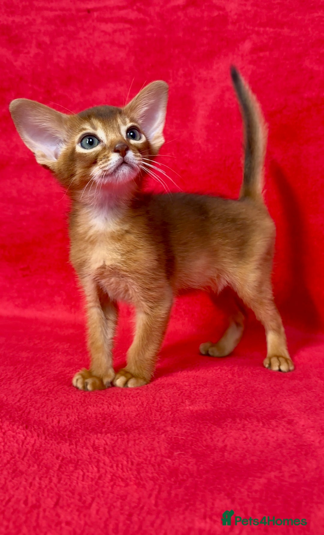 Abyssinian cats for sale: Gorgeous Abyssinian Kittens  Ready December 2025 - Image 5