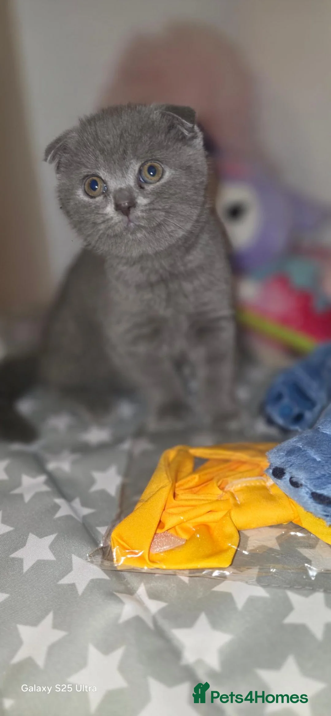 Scottish Fold cats for sale: Scottish fold  in Wellingborough - Advert 1
