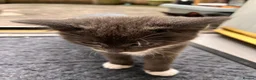 Domestic Shorthair cats for sale: 🐾 Gorgeous Kittens Ready for Loving Homes 🐾 - Advert 11