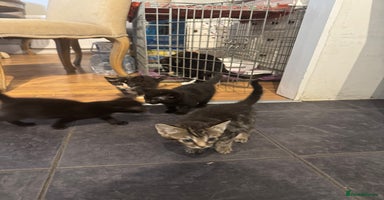 Mixed Breed cats - Advert 5
