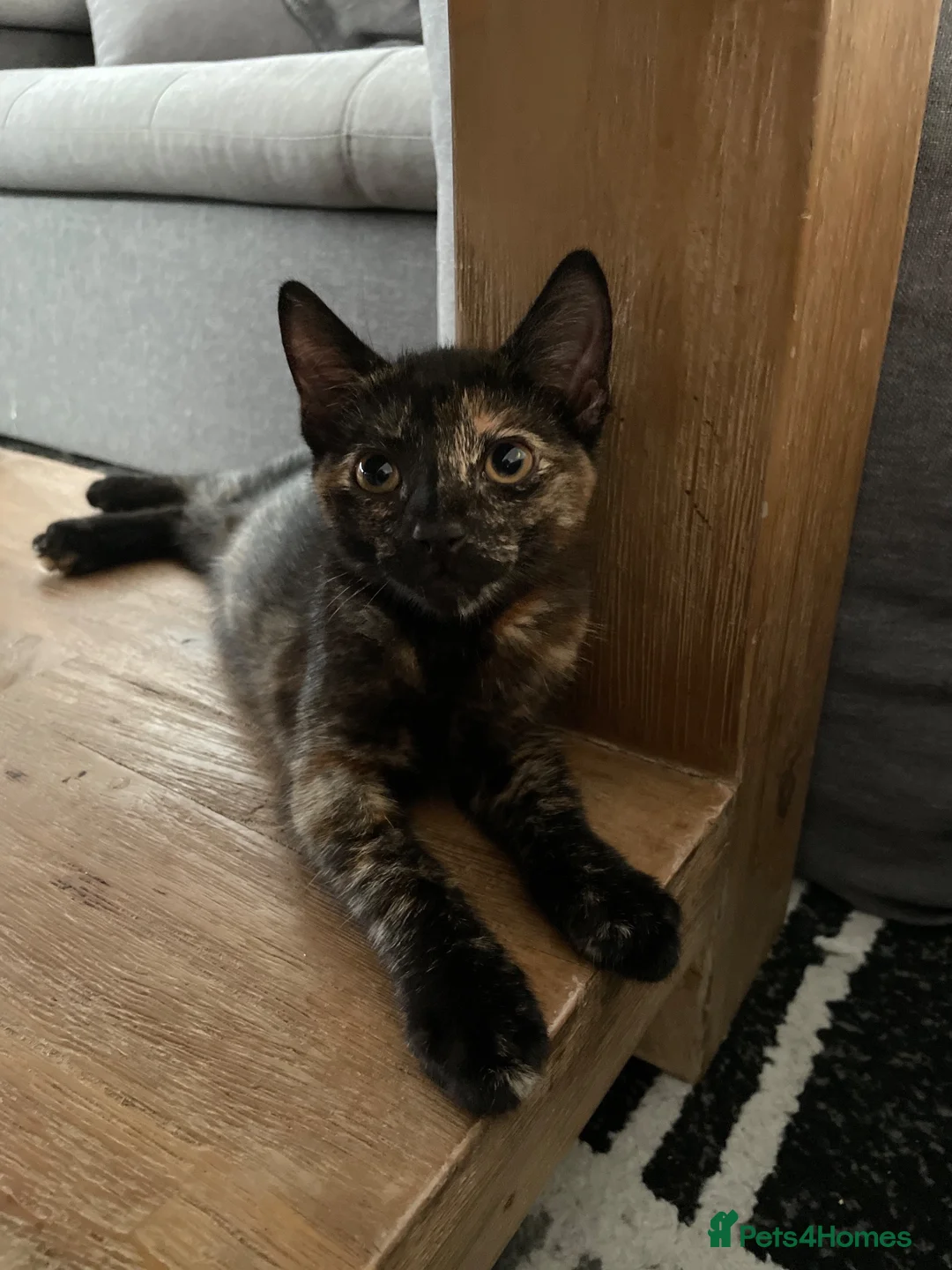 Mixed Breed cats for sale: 1 x boy black 1 x girl  in Gillingham - Advert 9